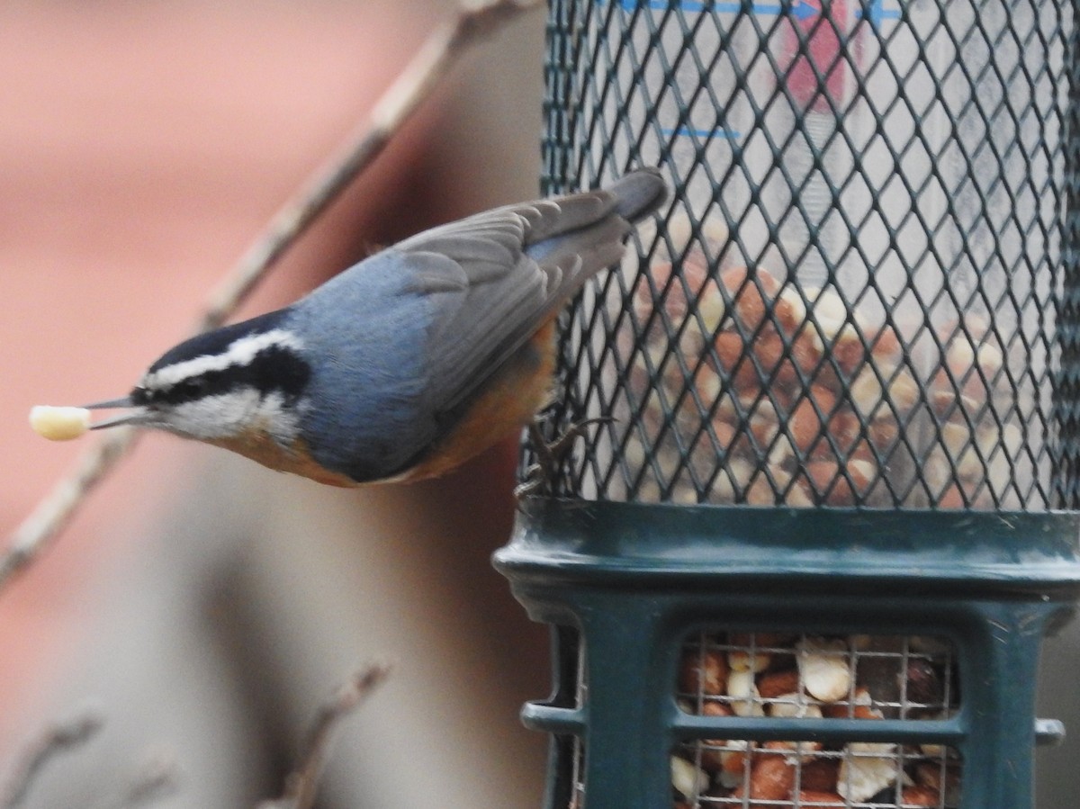 Red-breasted Nuthatch - Bonnie Kinder