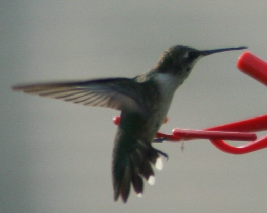 Ruby-throated Hummingbird - ML140350901