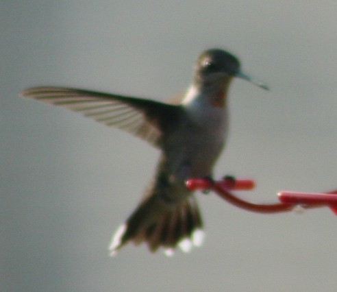 Ruby-throated Hummingbird - ML140350921