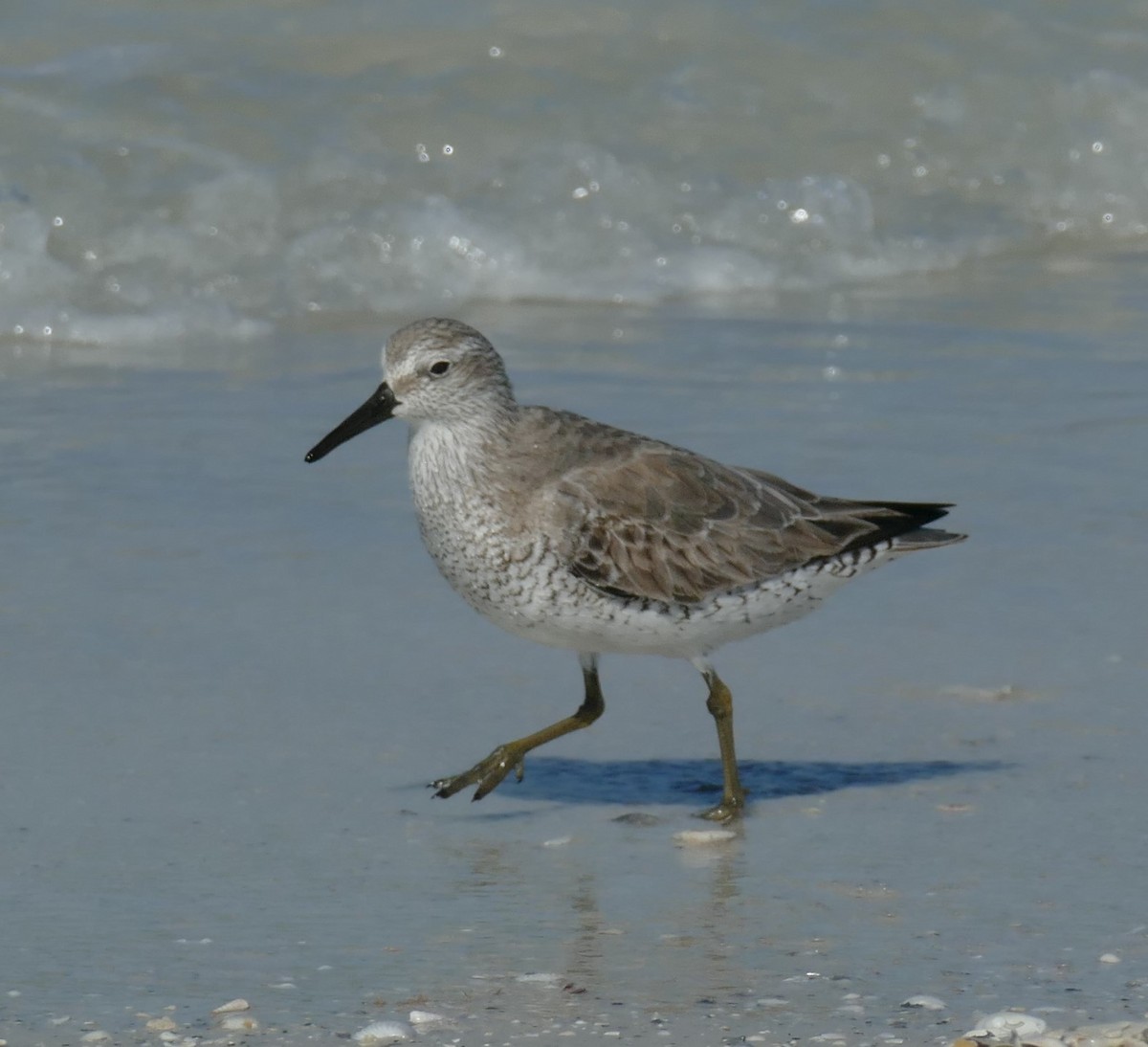 Red Knot - ML140351011