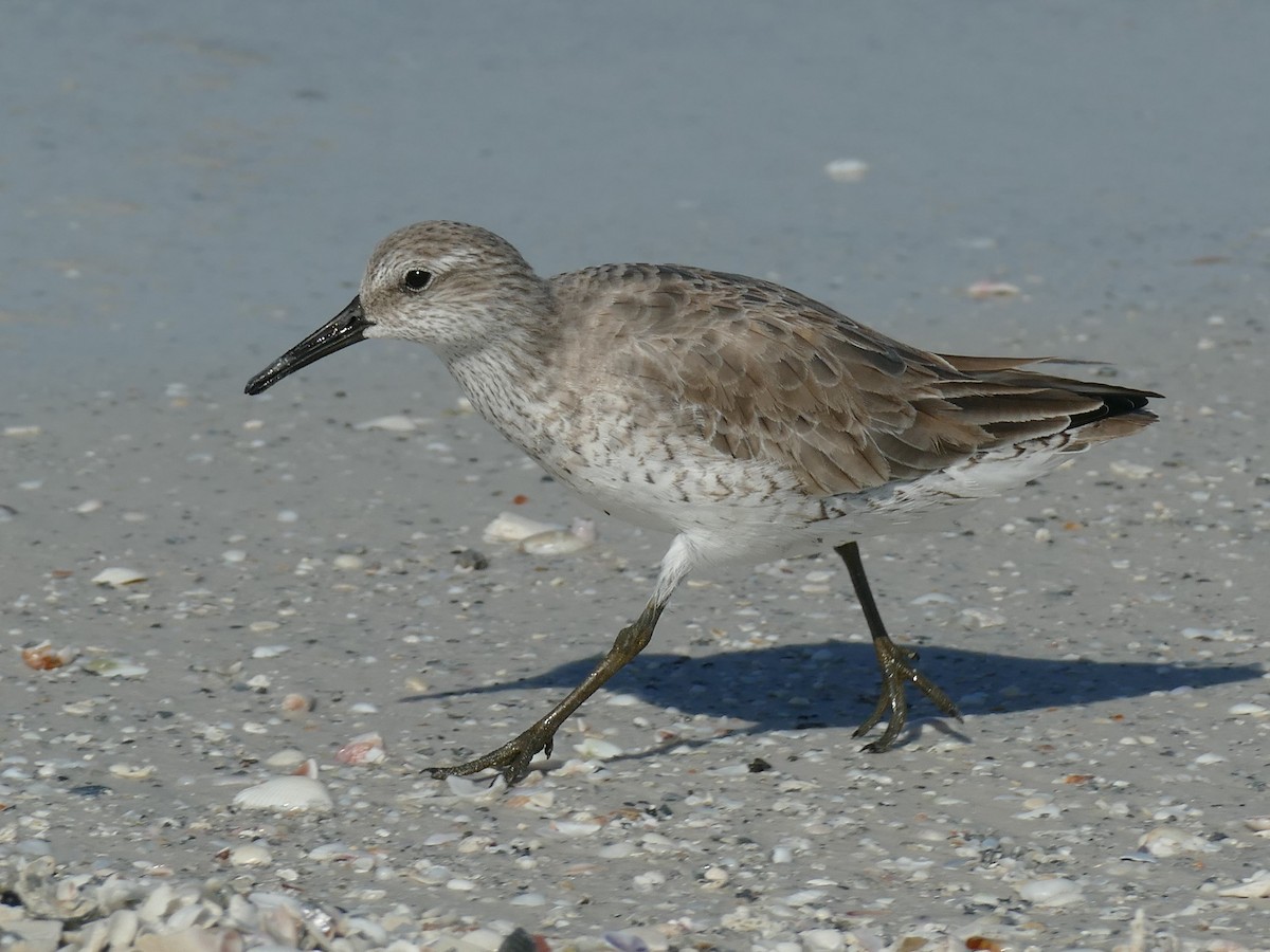 Red Knot - ML140351021