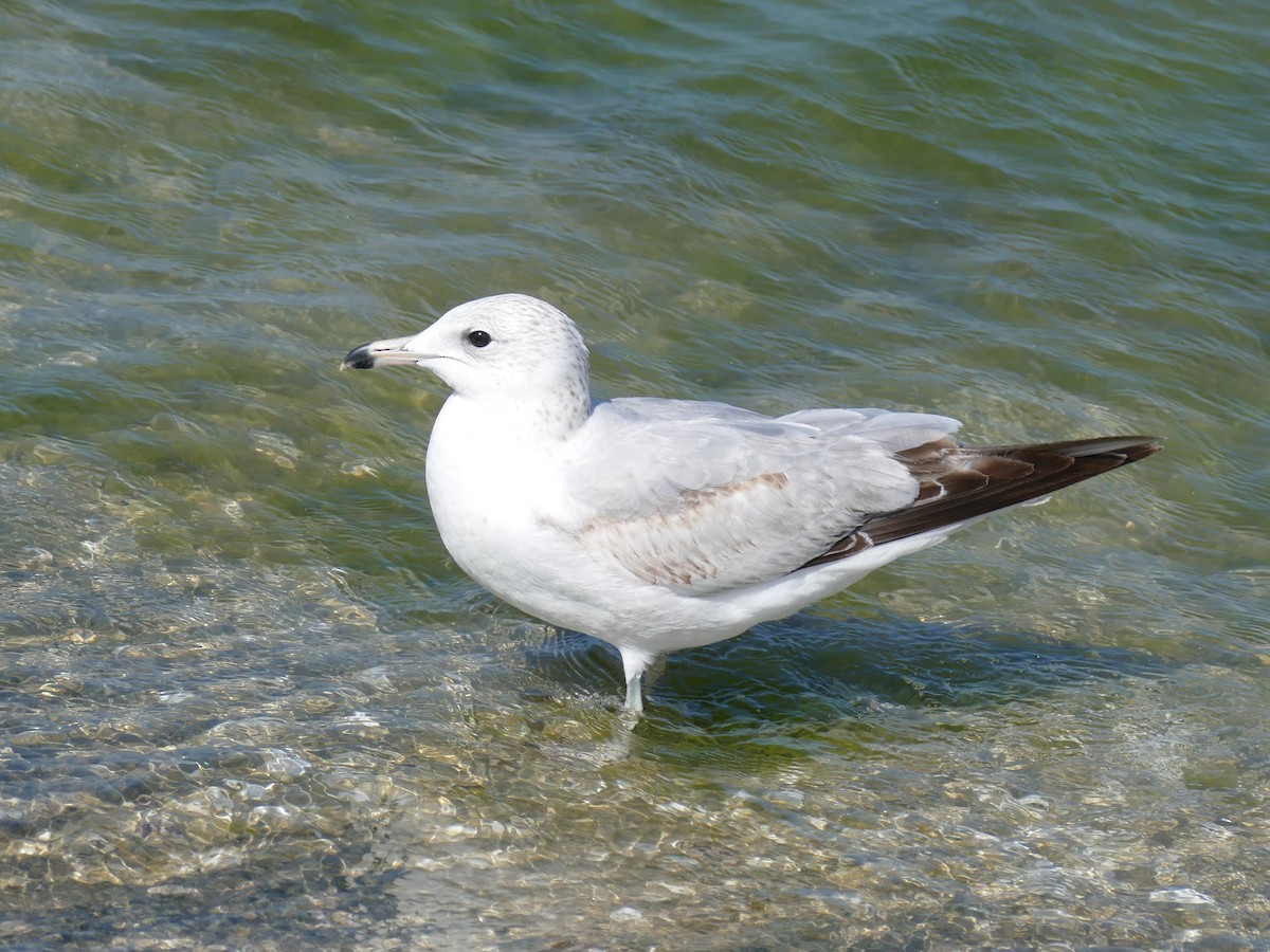 Ring-billed Gull - Ron Smith