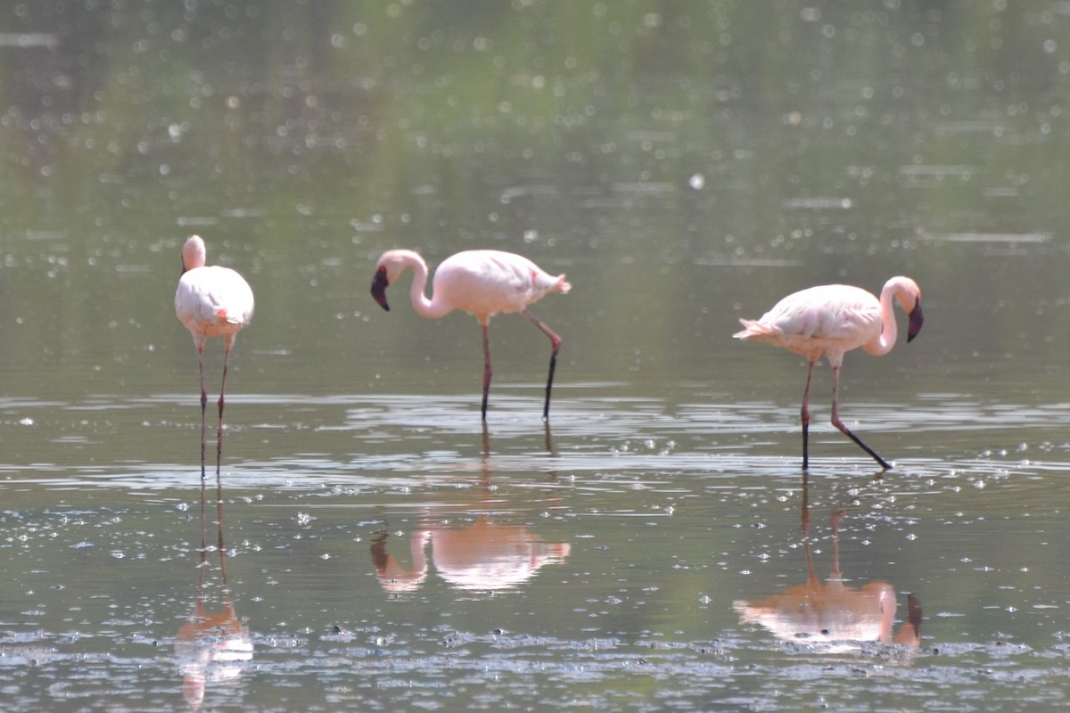 Lesser Flamingo - Ronald de Mol