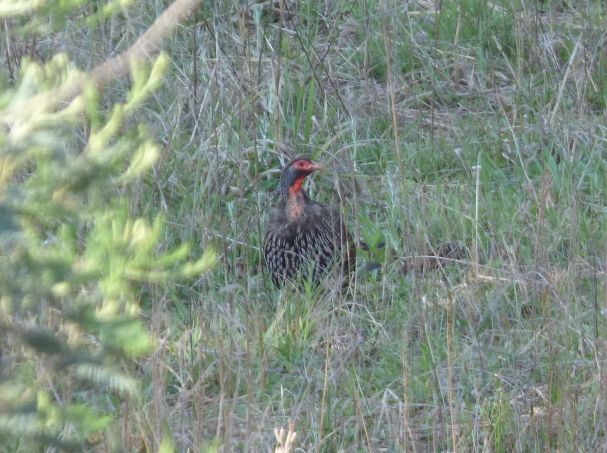 Red-necked Spurfowl - ML140351361