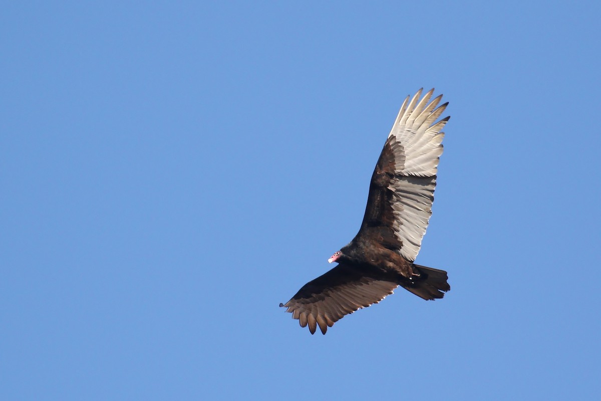 Turkey Vulture - ML140352681