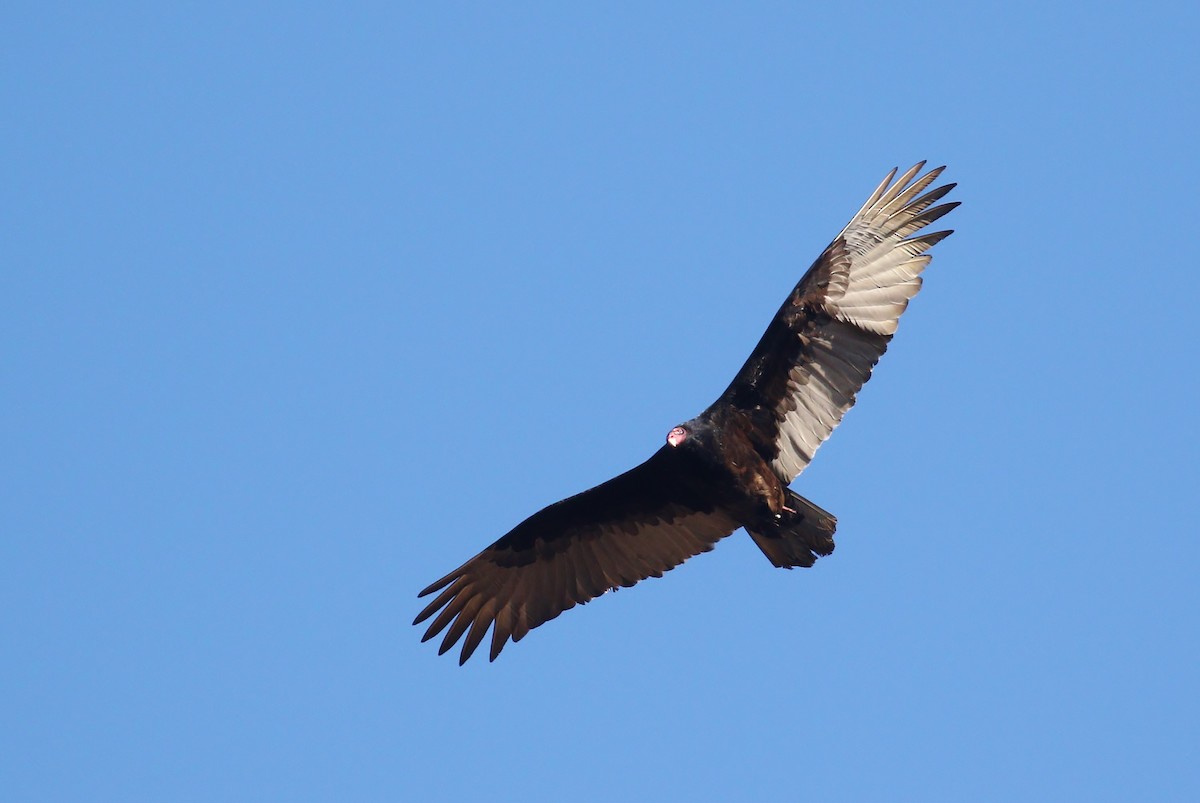 Turkey Vulture - ML140352951