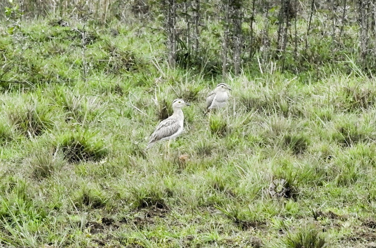 Double-striped Thick-knee - ML140354401