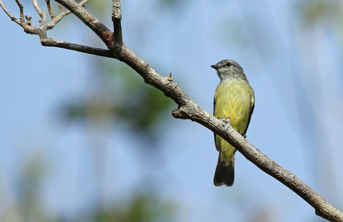 Yellow-crowned Tyrannulet - ML140355961