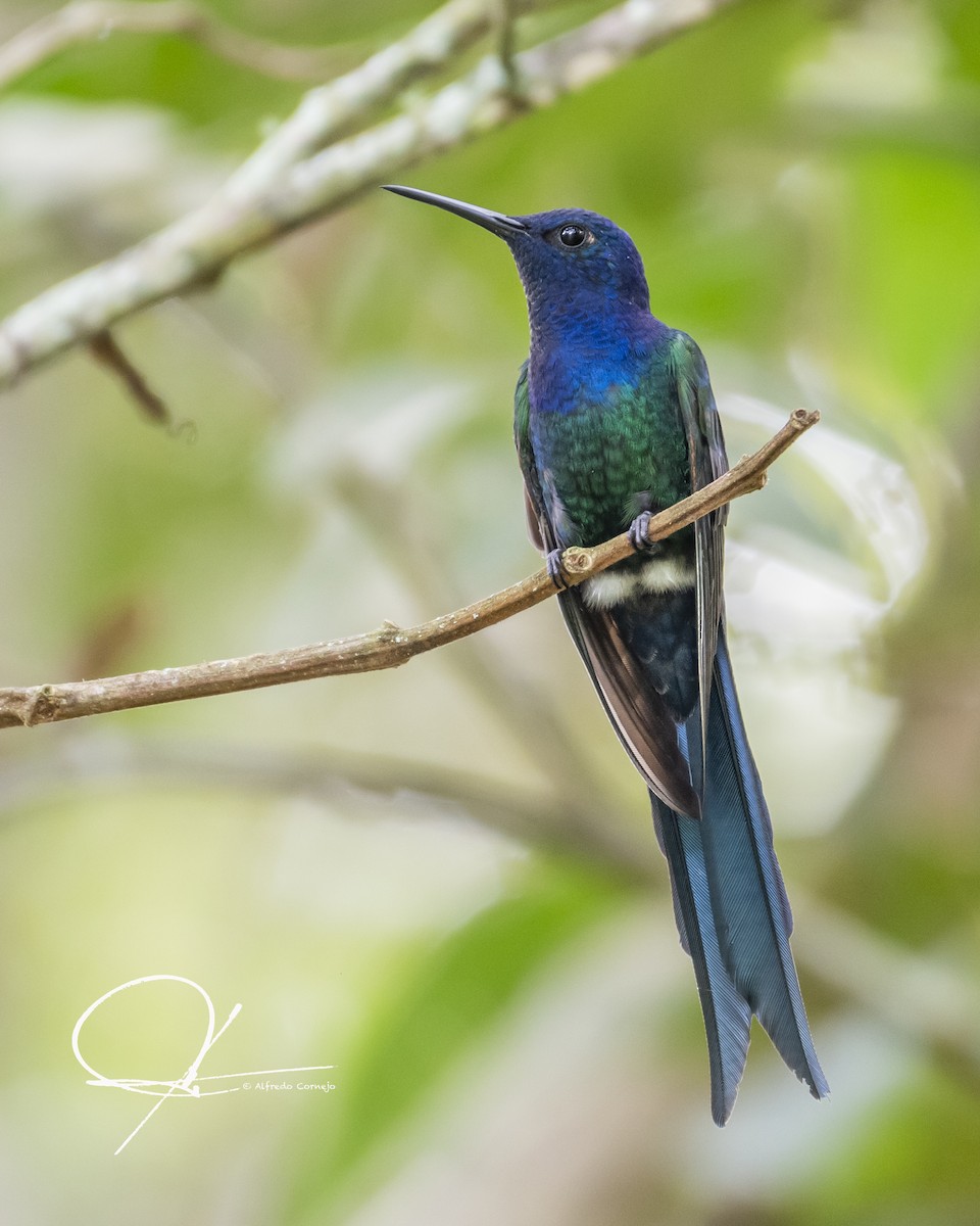 Swallow-tailed Hummingbird - Alfredo Cornejo