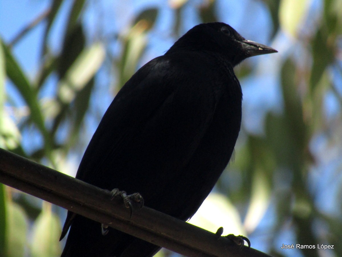 Melodious Blackbird - ML140357161