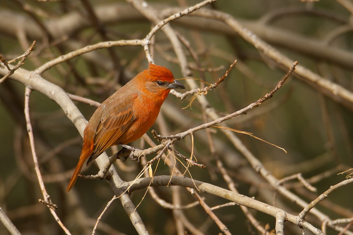 Hepatic Tanager - ML140357401