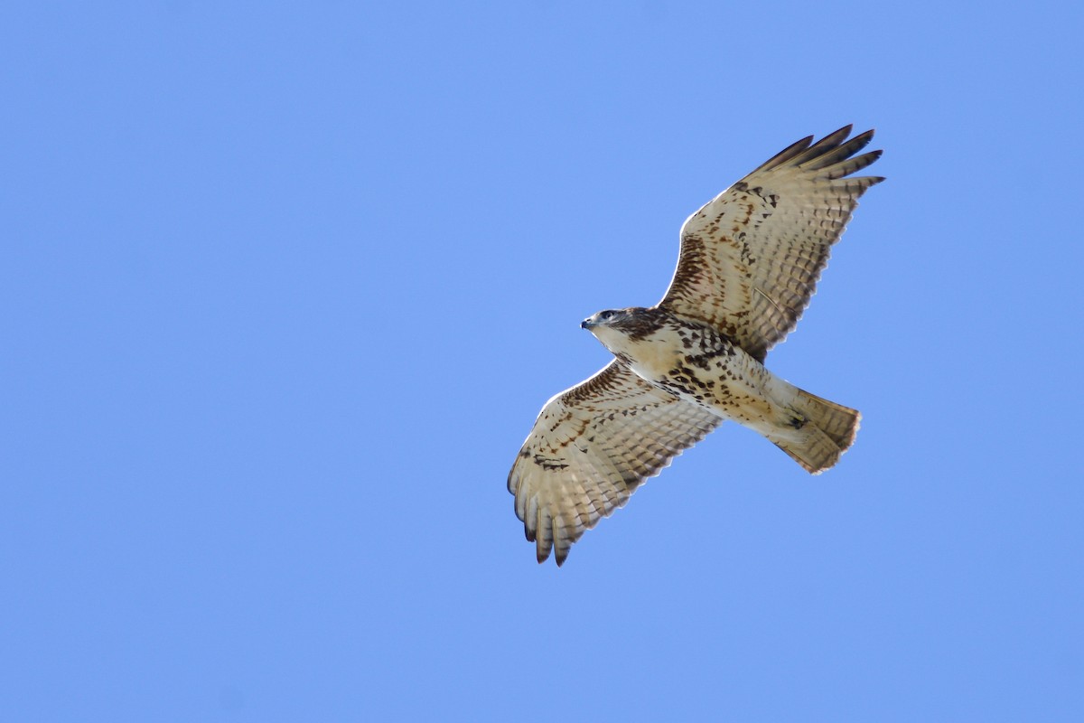Red-tailed Hawk - Daniel Irons