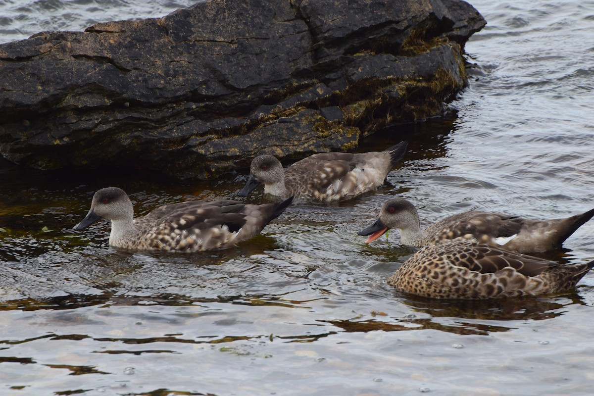 Crested Duck - ML140358641
