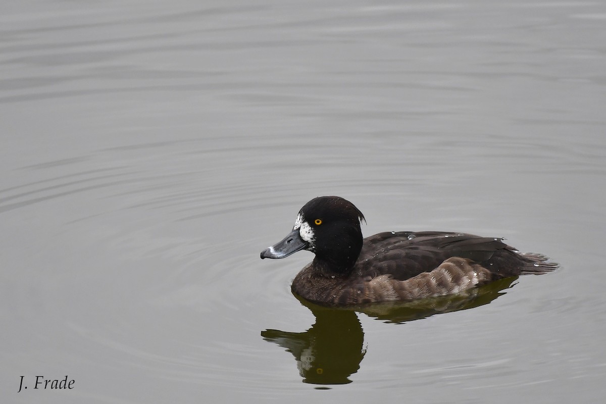 Tufted Duck - ML140358921