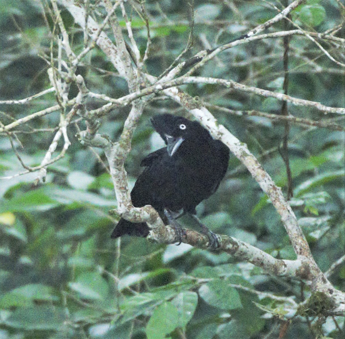 Amazonian Umbrellabird - Sue Riffe