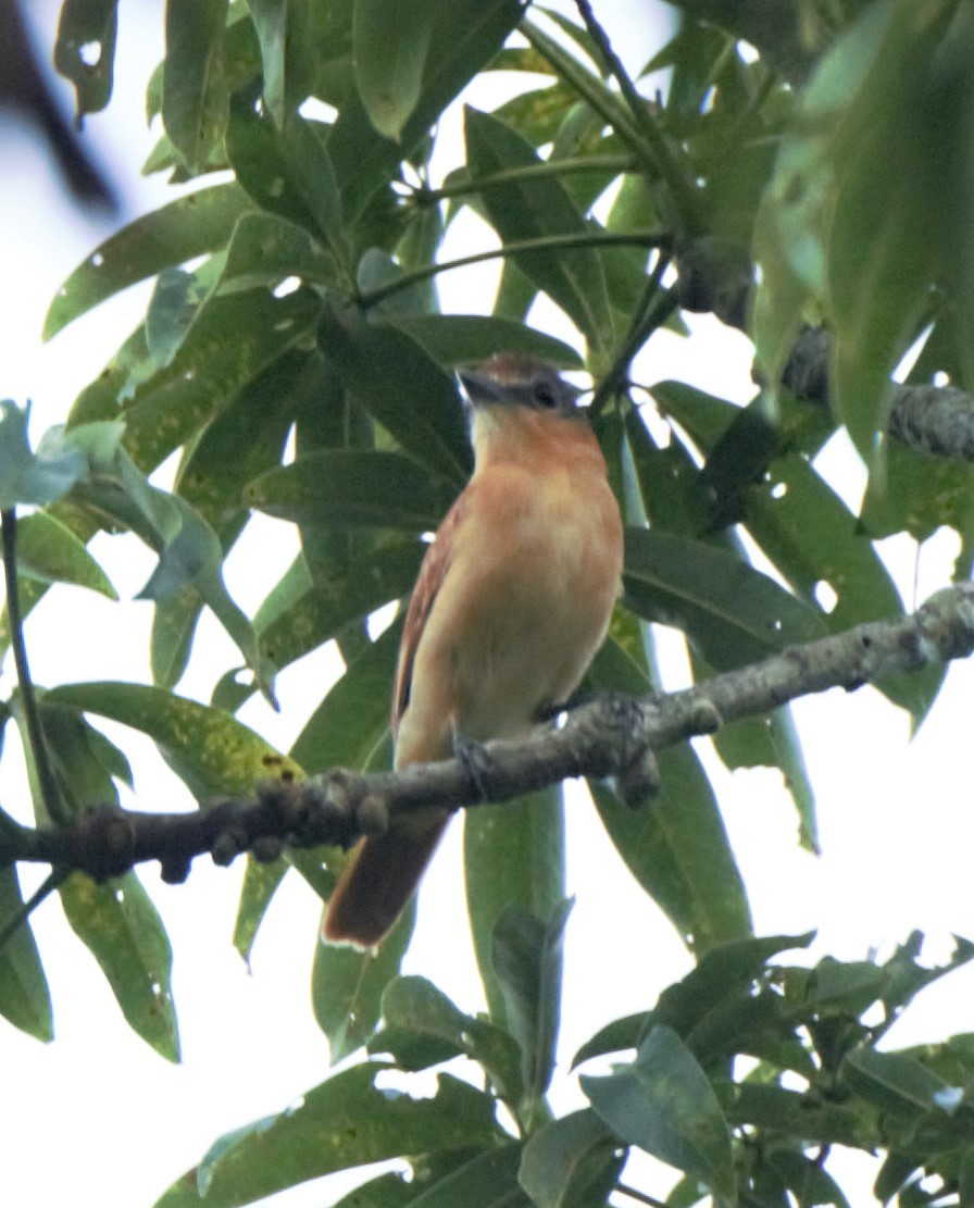 Chestnut-crowned Becard - Sue Riffe
