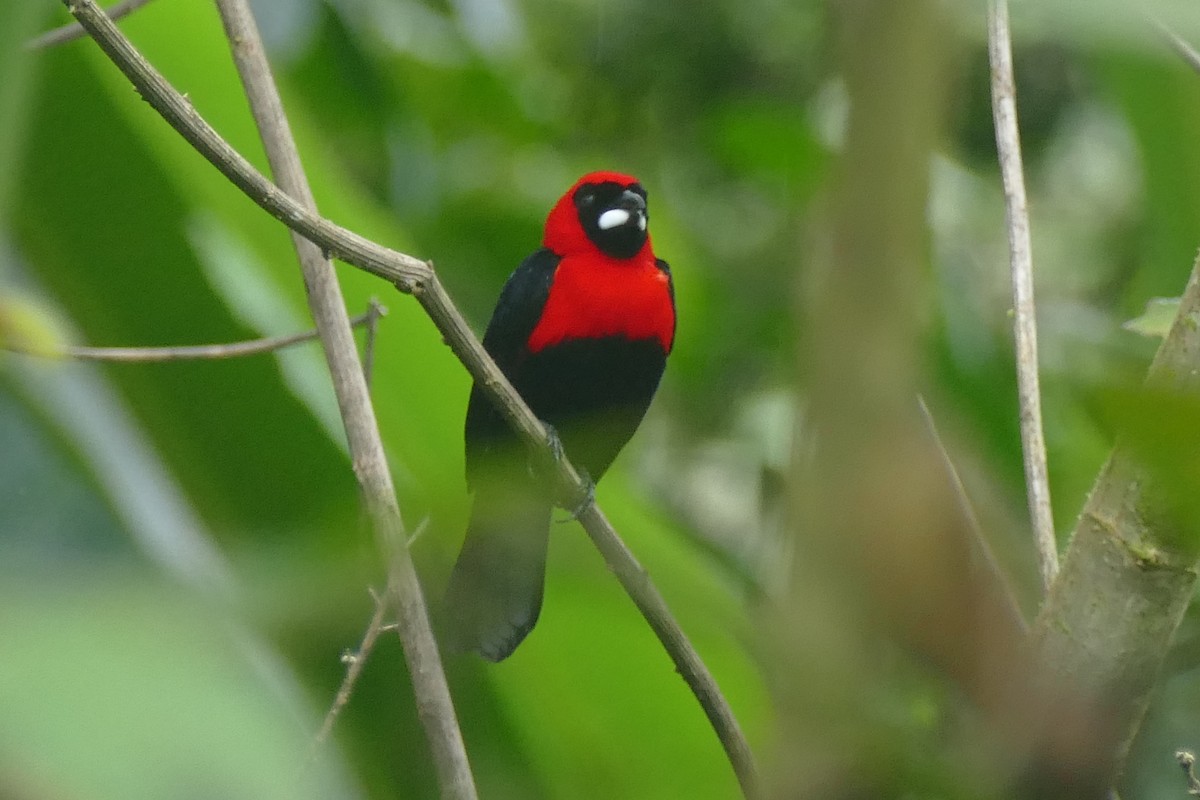 Masked Crimson Tanager - Quentin Brown