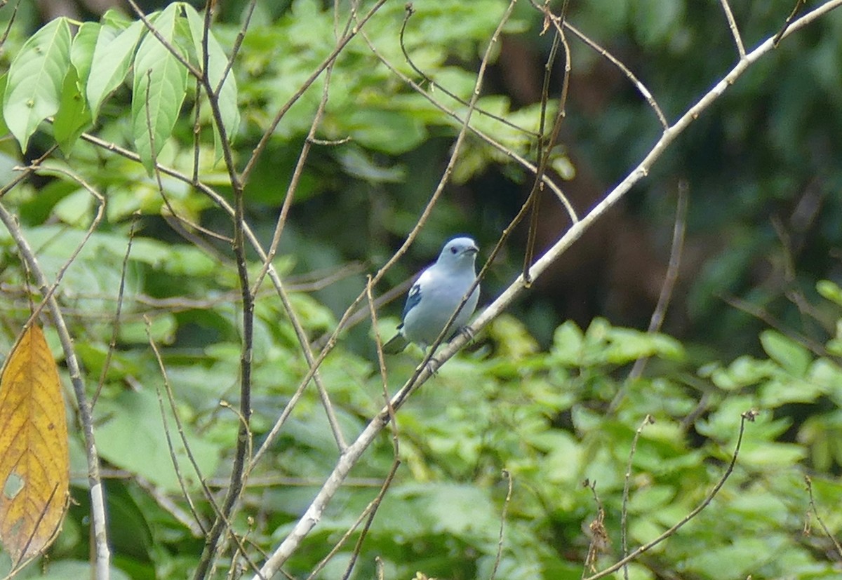 Blue-gray Tanager (White-edged) - Quentin Brown