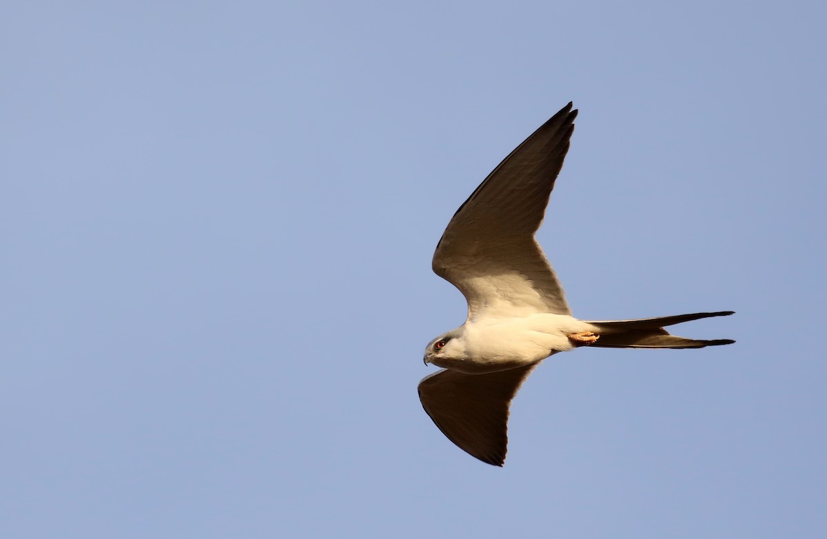 Scissor-tailed Kite - ML140361621