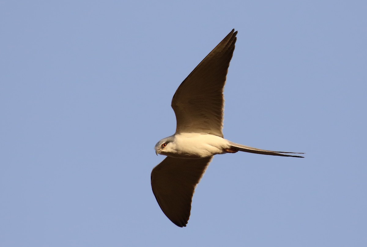 Scissor-tailed Kite - ML140361901