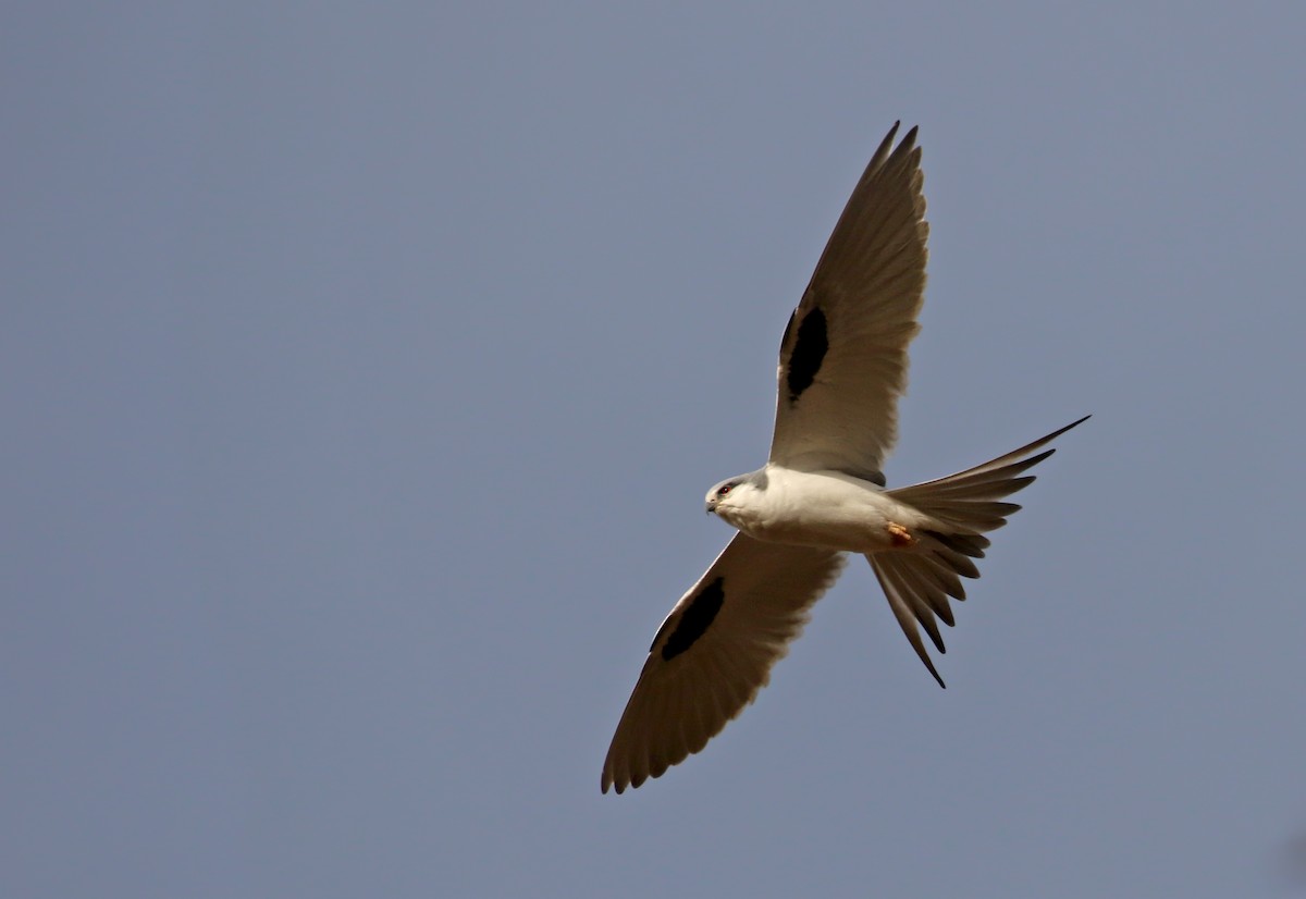 Scissor-tailed Kite - ML140362071