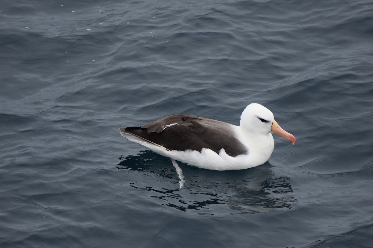 Black-browed Albatross - Bryan Devine