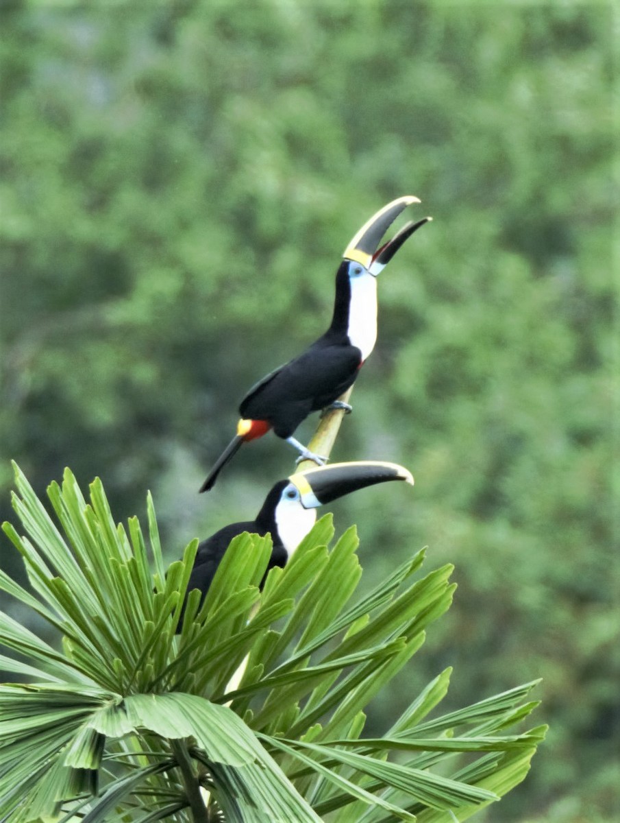 White-throated Toucan - Sue Riffe