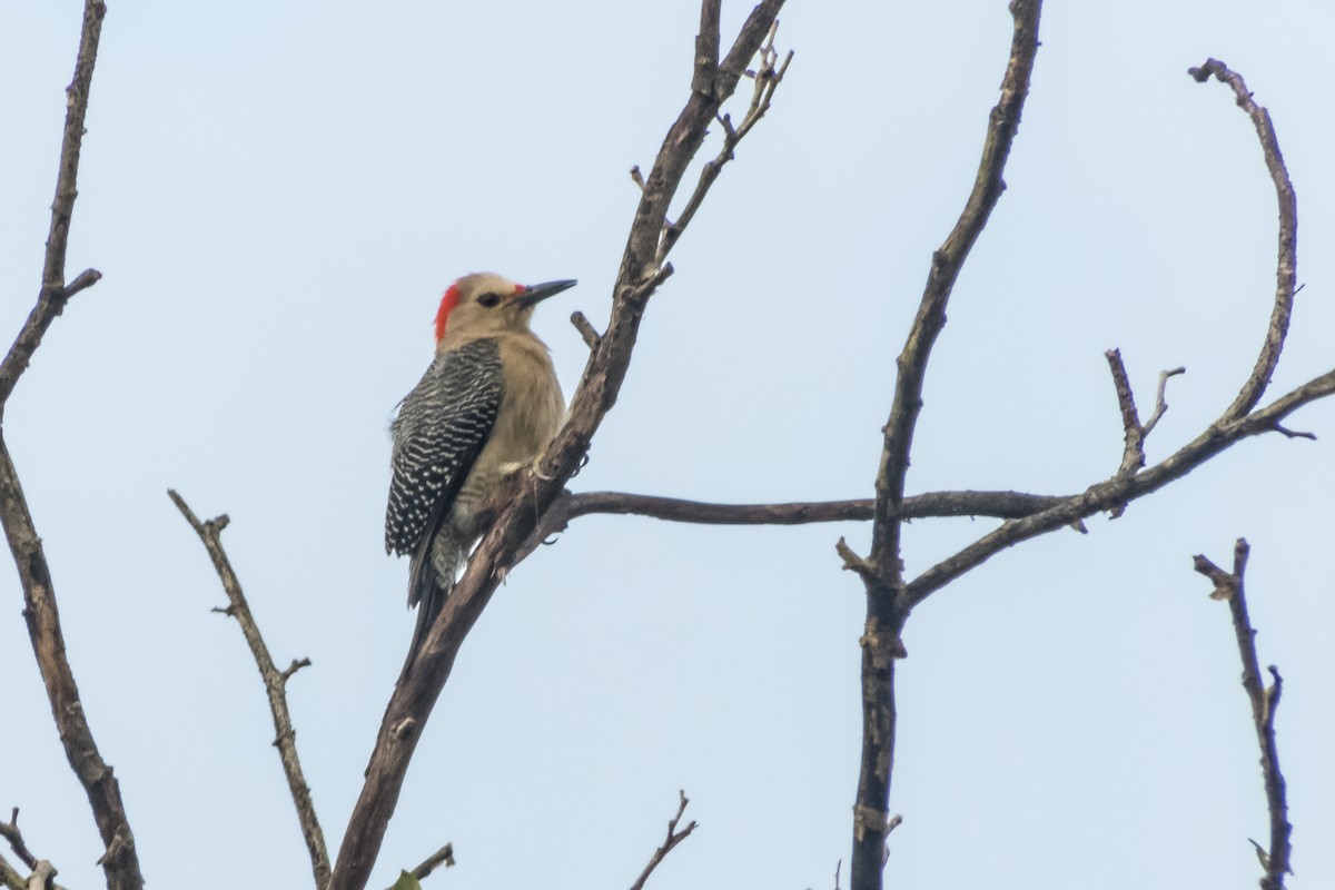 Golden-fronted Woodpecker - ML140363891