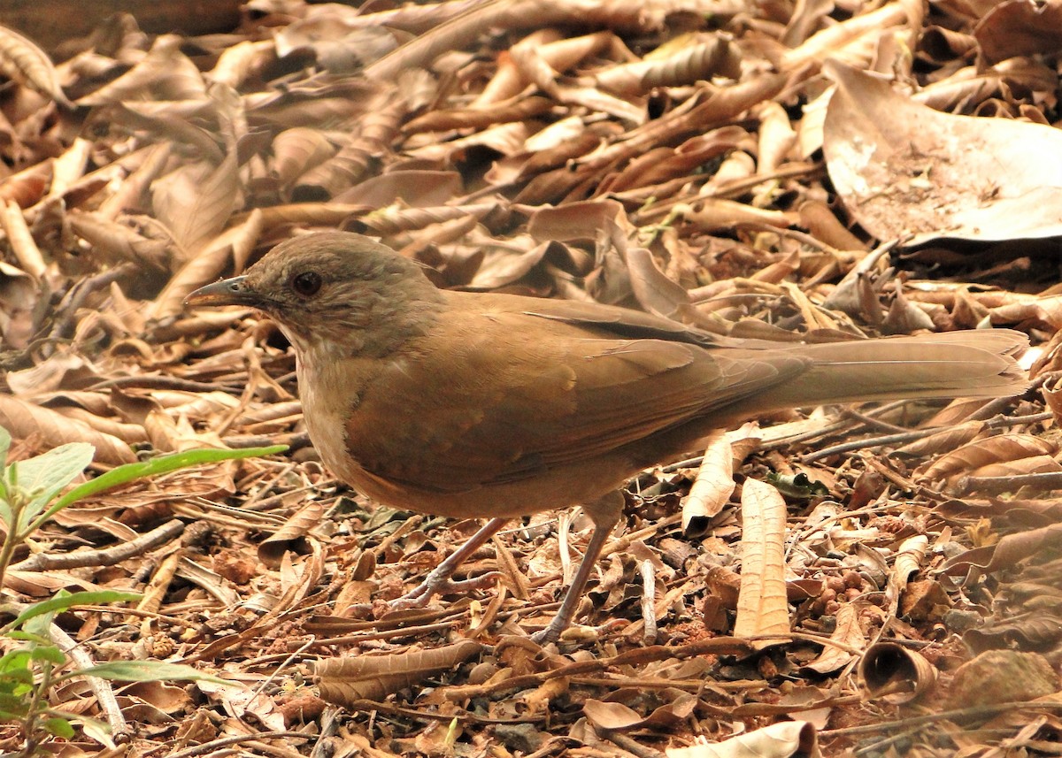 Pale-breasted Thrush - ML140364411