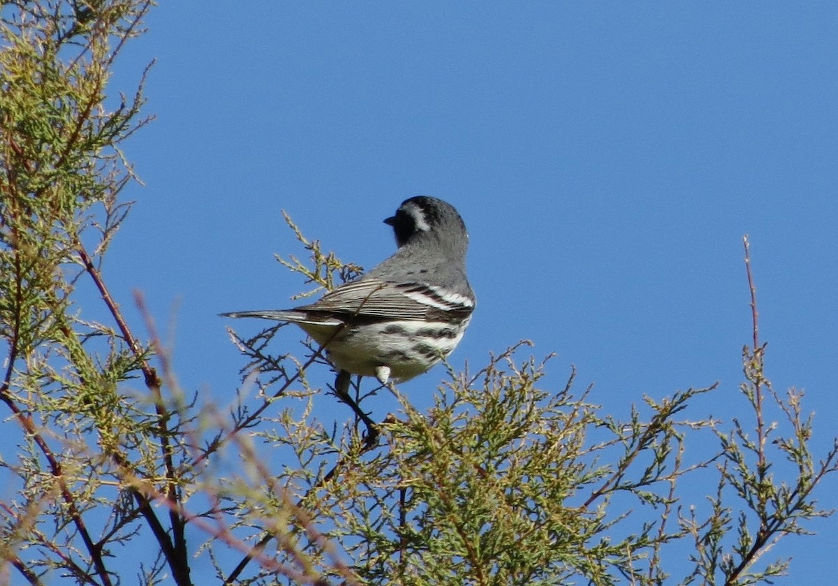 Black-throated Gray Warbler - ML140366441