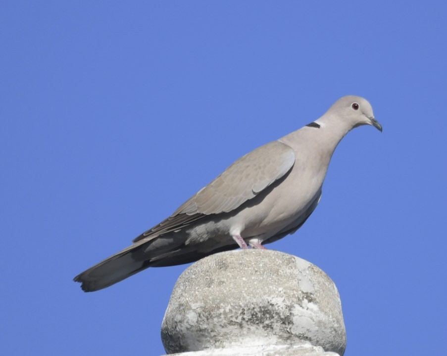 Eurasian Collared-Dove - Peeter Poldre
