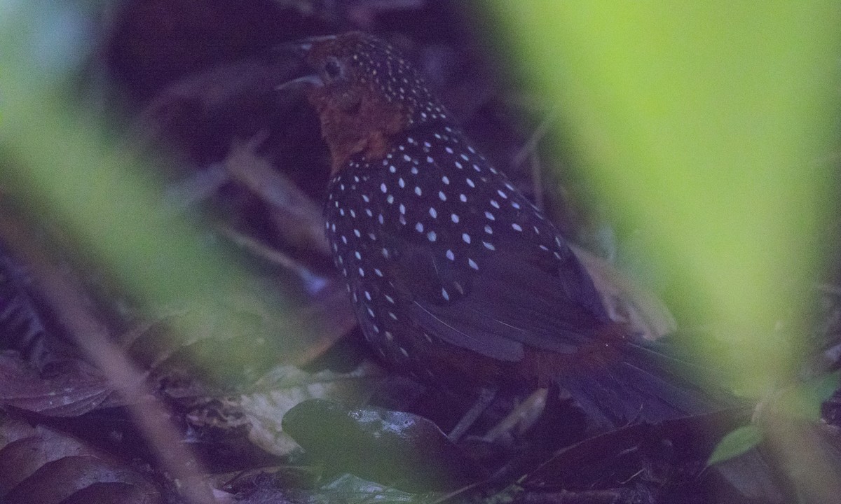Ocellated Tapaculo - ML140367681