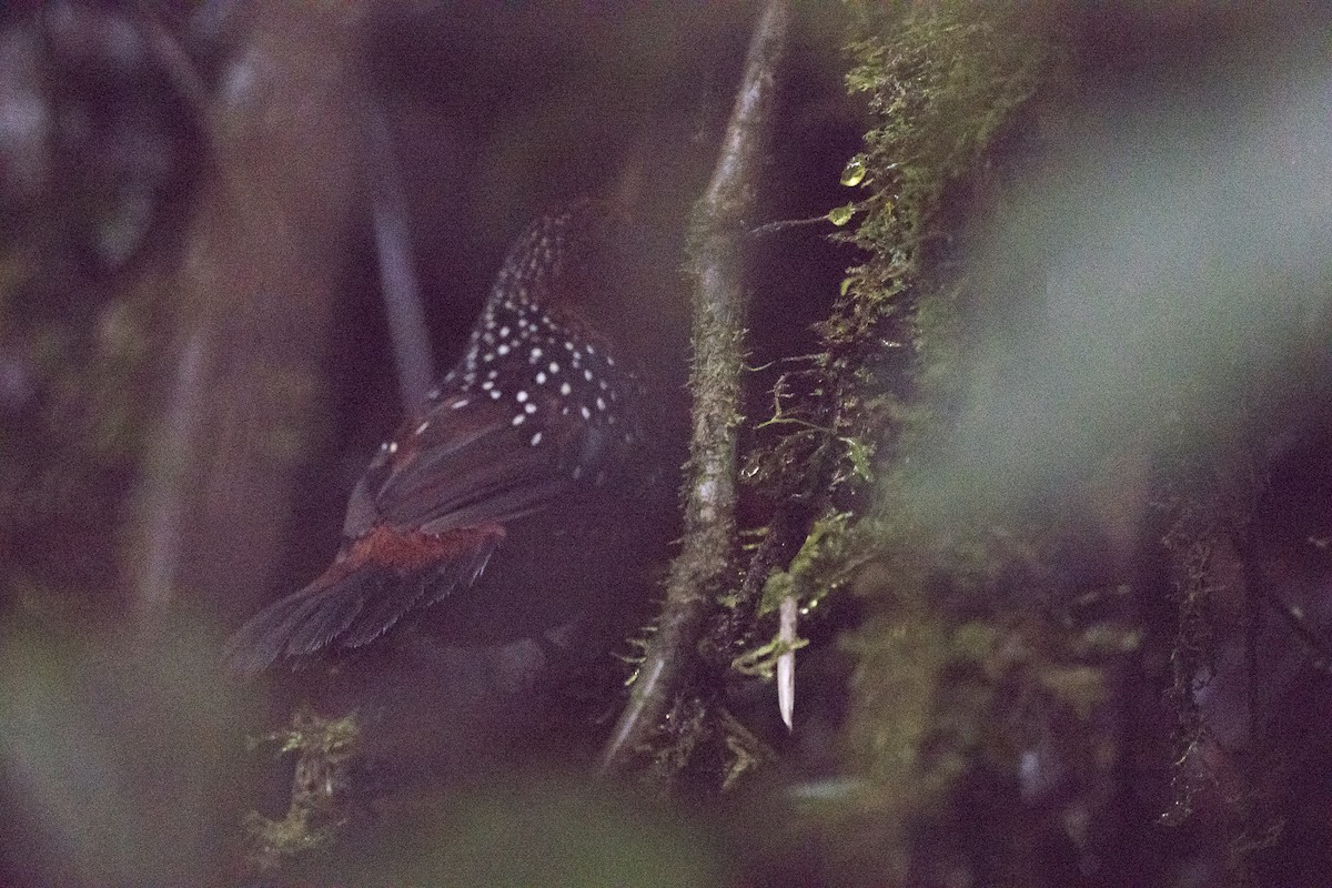 Ocellated Tapaculo - ML140367731