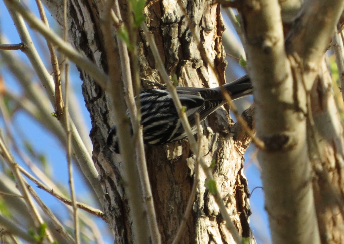 Black-and-white Warbler - ML140368081