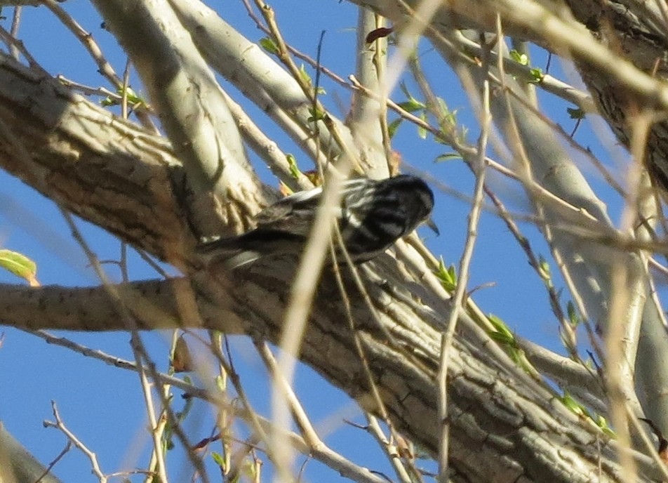 Black-and-white Warbler - ML140368111