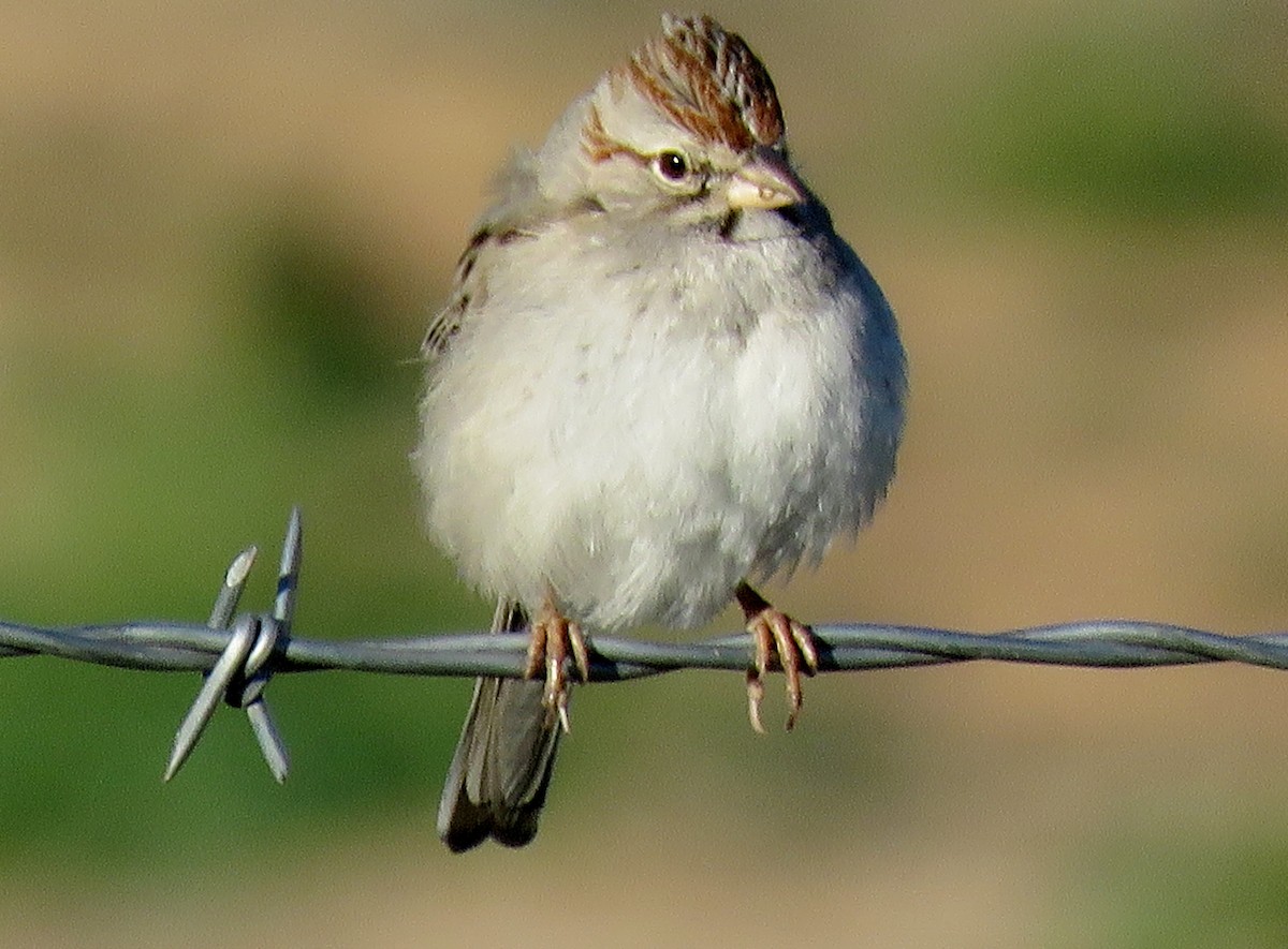 Rufous-winged Sparrow - Ed Dunn
