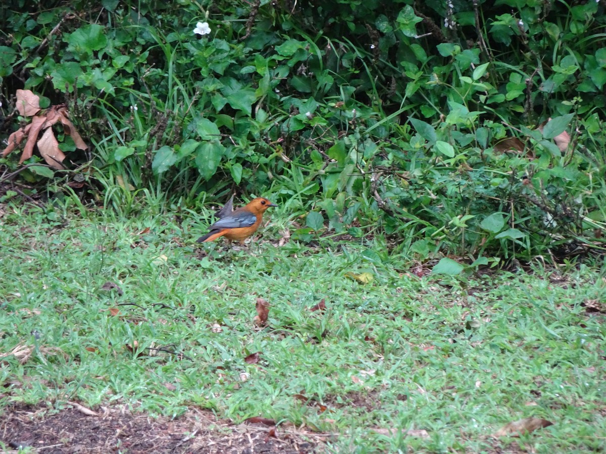 Red-capped Robin-Chat - ML140368361