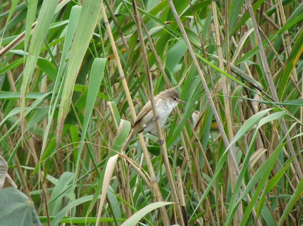 Lesser Swamp Warbler - ML140368721