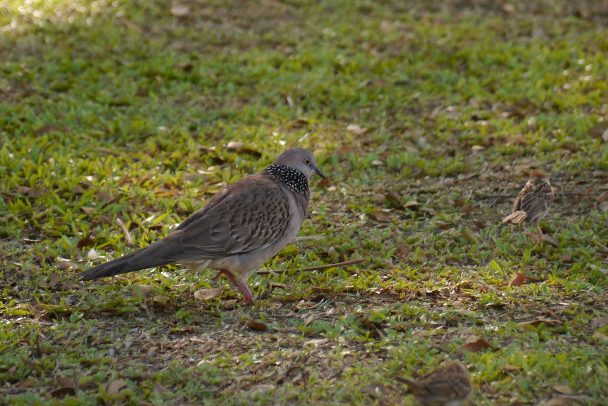 Spotted Dove - Robin Welsh