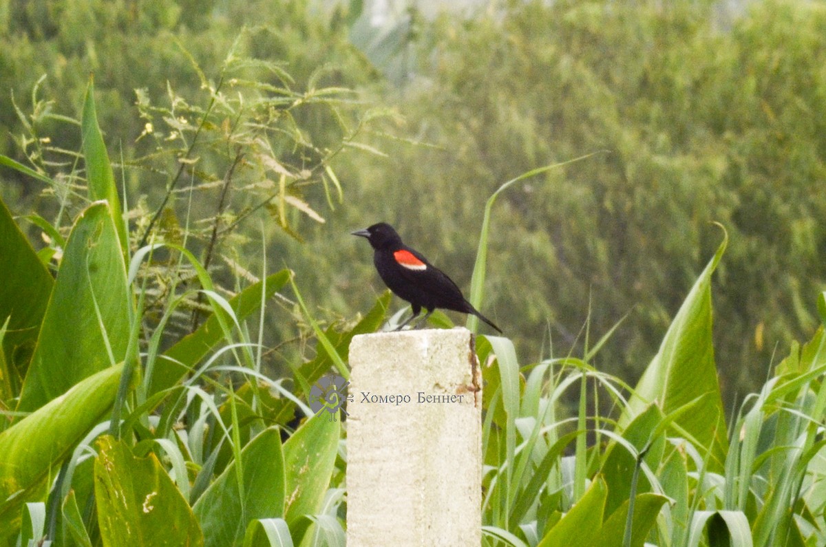 Red-winged Blackbird - ML140369401
