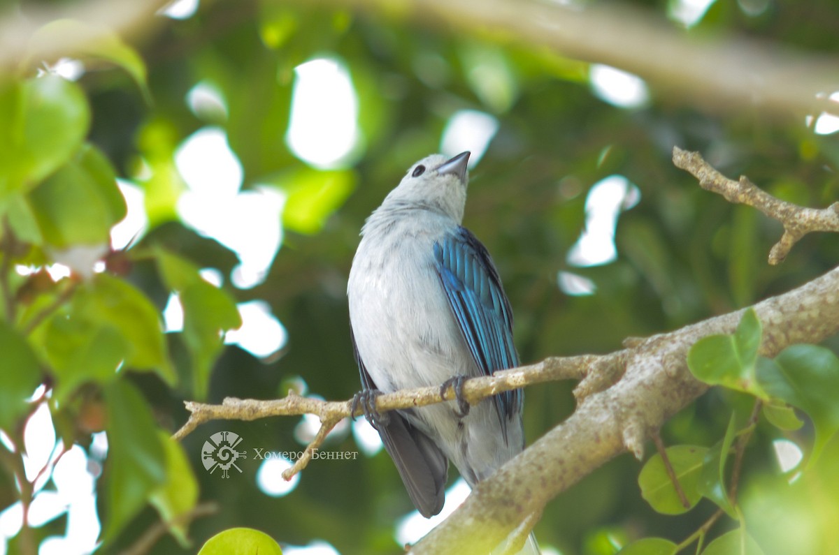 Blue-gray Tanager - ML140369641