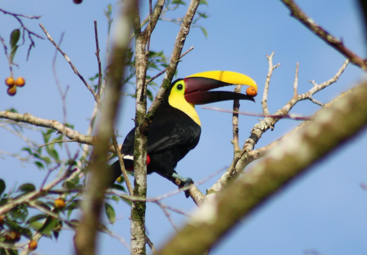 Yellow-throated Toucan (Chestnut-mandibled) - Sandy Bowie