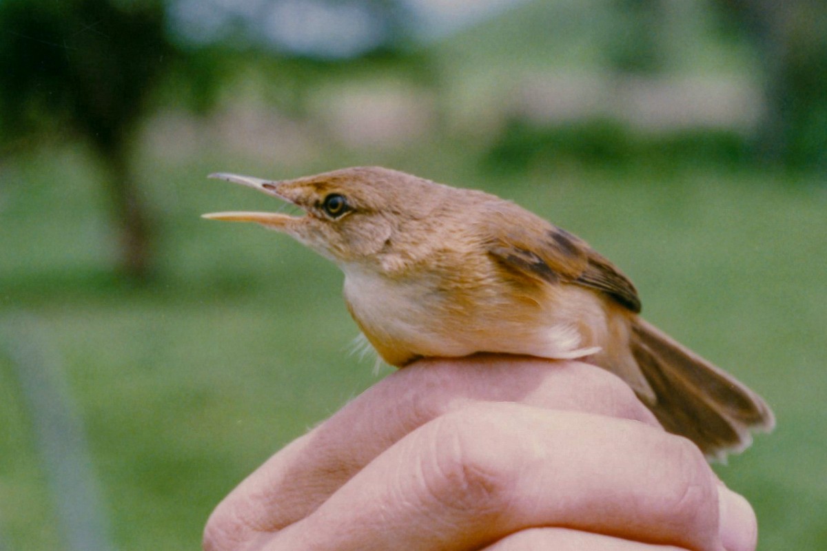 Common Reed Warbler (African) - ML140370981