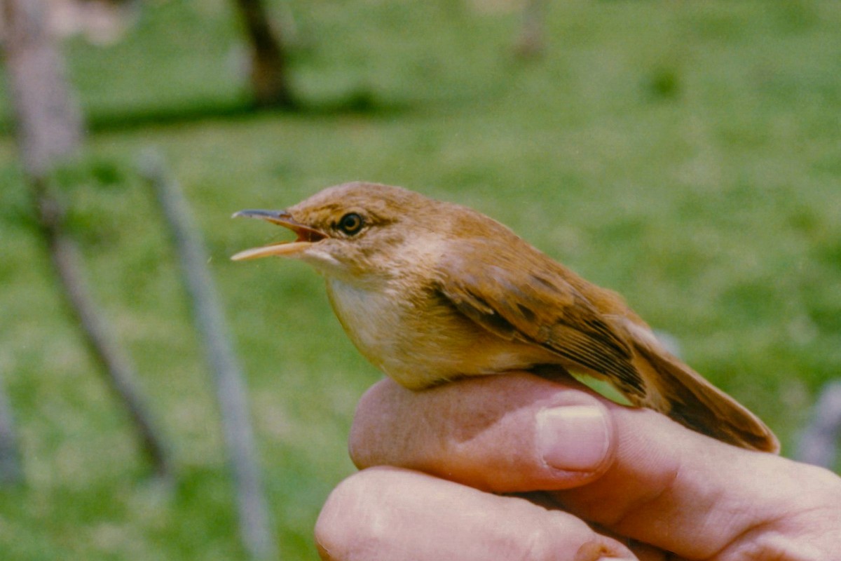 Common Reed Warbler (African) - ML140371001