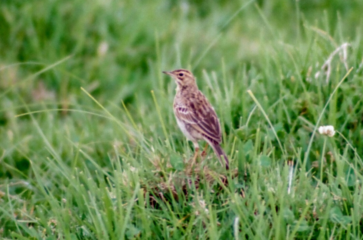African Pipit - ML140371701