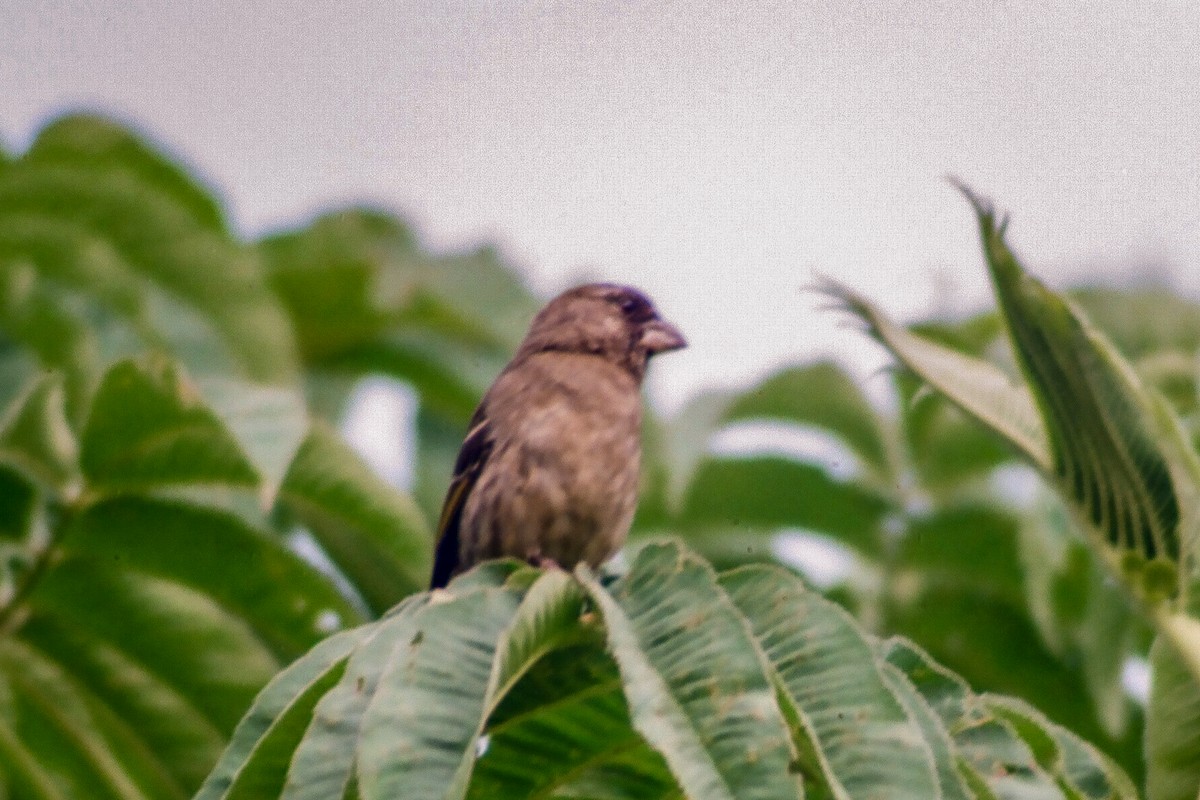 Thick-billed Seedeater - ML140371741