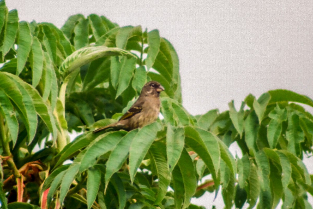Thick-billed Seedeater - ML140371781