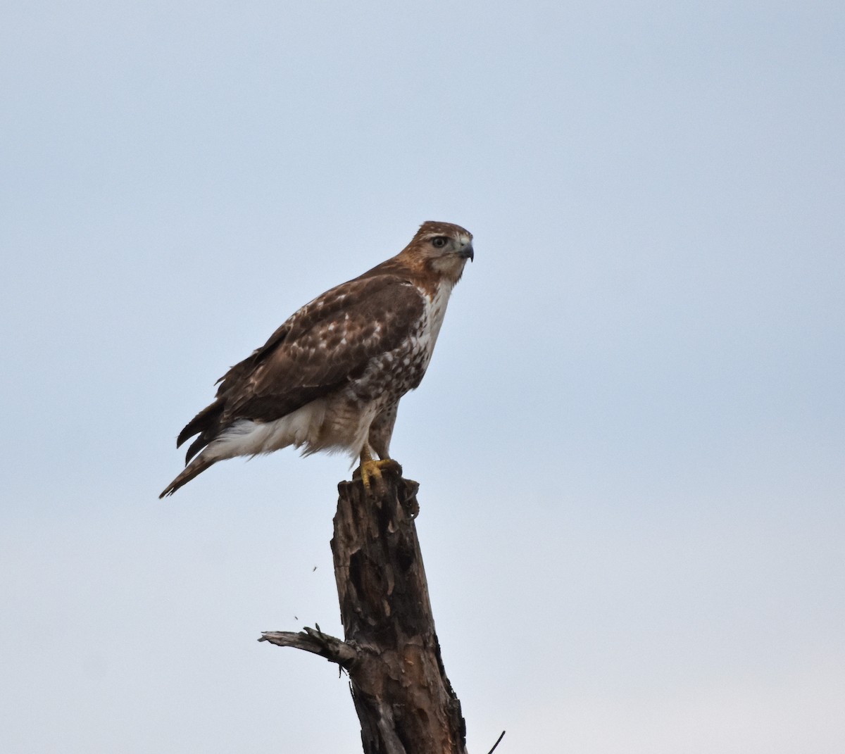 Red-tailed Hawk - Bob Zaremba
