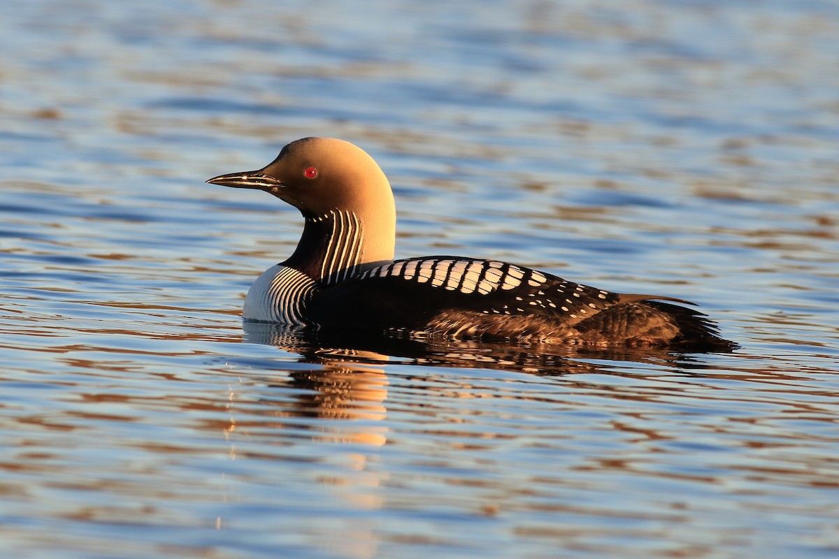 Pacific Loon - Christian Marcotte