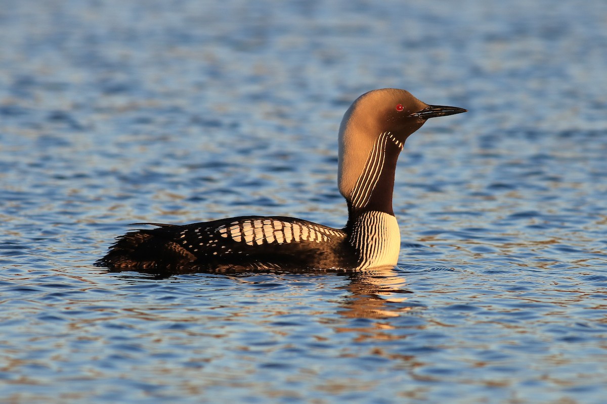 Pacific Loon - Christian Marcotte